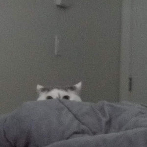 Meet your Posher, Veronica